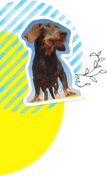 ワンちゃんの壁紙01