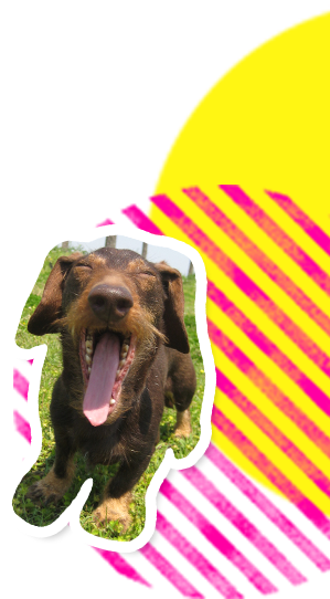 ワンちゃんの壁紙02