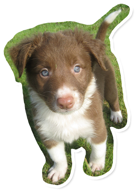 わんちゃんのイメージ03