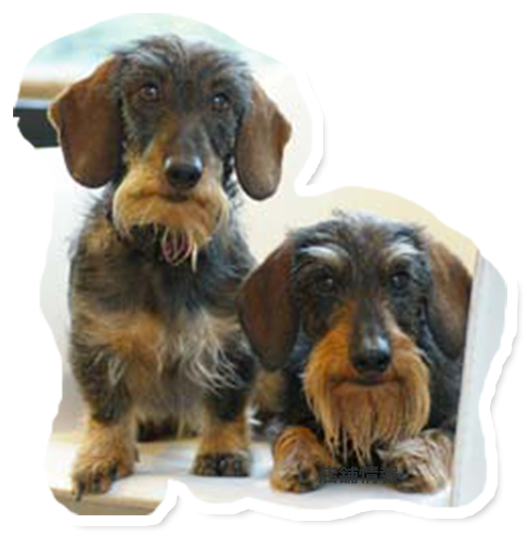 わんちゃんのイメージ02