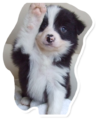 わんちゃんのイメージ01